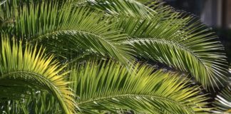 Domenica delle Palme, Papa Francesco: “La vita non serve se non si serve” domenica delle palme