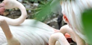 Uovo speciale, nasce un nuovo fenicottero rosa al Bioparco di Roma fenicottero rosa