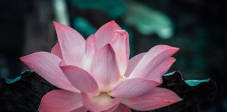 Post epidemia con positività: i consigli per affrontare la quarantena fiore di loto