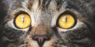 Covid-19, ipotesi sperimentazione vaccino sugli animali: il no di LNCD gatto