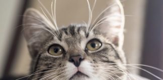 Scoperta la variante inglese in un gatto, è il primo caso gatto