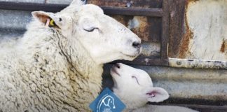 LNDC, ogni vita è preziosa: un invito alla riflessione pasqua lndc 2020