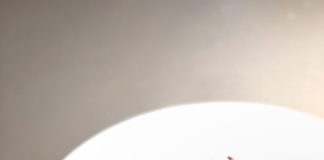 Tartare di manzo, ricetta e consigli in tv dello chef Maurelli tartare di manzo