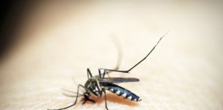 Punture di zanzara trasmettono il covid-19? “Nessuna evidenza” dice l’esperta zanzara
