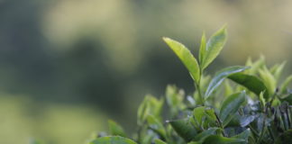 Covid-19: arrivano 3,1 milioni di euro per i produttori Fairtrade