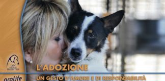 Coronavirus, torna il via libera all’adozione degli animali adozione lega del cane