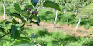 Valsugana, preoccupazione per il batterio delle pomacee