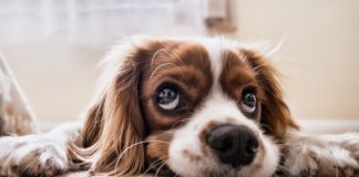 A lavoro in compagnia del cane, tre consigli per vivere una giornata serena cagnolino