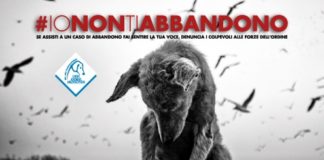 Allarme abbandono animali, più di 10mila soccorsi nell’emergenza Covid io non ti abbandono
