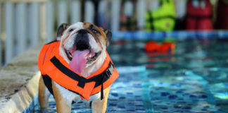 Salute del cane, alcuni consigli per evitare infortuni viaggi dog