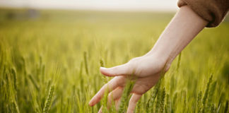 “Agro-social: seminiamo valore”, al via il bando: come partecipare agricoltura sostenibile