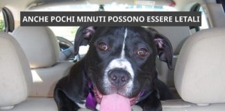 Animali in auto, guida alle leggi e consigli per aiutare gli amici a 4 zampe animale in auto