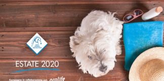 Caldo eccessivo, consigli per proteggere gli animali in estate proteggi amico cane 2020