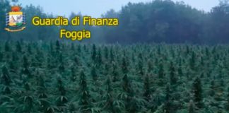 Piantagione di cannabis del valore di 9 milioni scoperta nel Foggiano