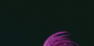 Sponz acQuà!: lo Sponz Fest di Vinicio Capossela torna in Irpinia dal 25 al 30 agosto dedicato all’acqua, elemento di rinascita