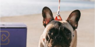 I cani soffrono il caldo, alcuni consigli per proteggerli in estate barkyn beach