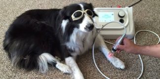 Cura dei cani: come allenarli, consigli per la prevenzione infortuni laserterapia cani