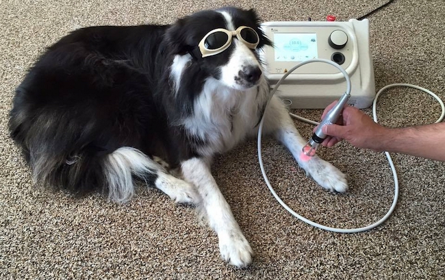 laserterapia cani