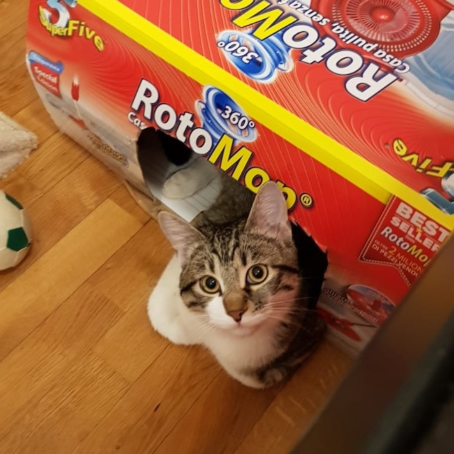micio