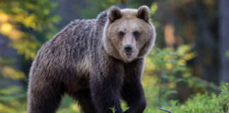 Orso M49, ritrovato il collare: l’appello di Oipa Italia orso m49
