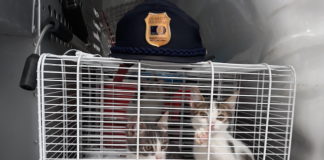 Udine, maltrattamento animali: salvati 16 gatti, denunciato ex allevatore blitz guardie ecozoofile gatti