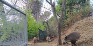 Cinghiali a Roma, gabbie nella riserva dell’Insugherata: l’appello dell’Oipa cinghiali roma