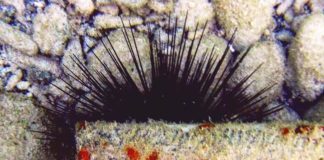And nature is transformed into art in the underwater photographic images of Amos Gazit invasive species