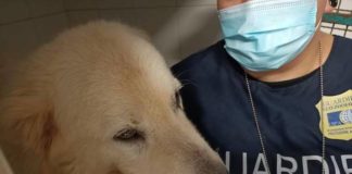 Ancona, salvato e ricoverato cane maremmano detenuto in un box ringhio