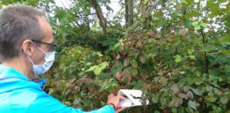 Drosophila suzukii: un nuovo alleato nella lotta biologica trappola sentinella monitoraggio leptopilina