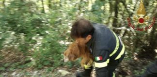 Pordenone: soccorsa Sally, una cagnolina scomparsa soccorso pordenone