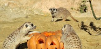 Halloween 2020 al Bioparco di Roma: orari e tariffe suricati