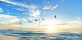 Spiagge, Cna Balneari: “La risorsa non è scarsa, allontanare la minaccia delle aste e favorire le nuove iniziative” alba uccelli spiaggia