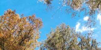 Cosa è successo nel bosco bosco