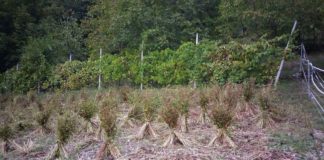 Grano saraceno: dal Trentino quello di Terragnolo, le caratteristiche campo grano