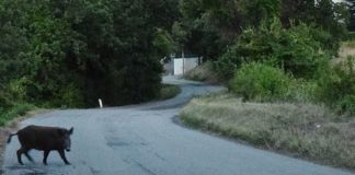 Fauna selvatica, Confagricoltura su controlli e misure di protezione cinghiali