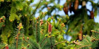 Natale 2020 ecologico, Confagricoltura su scelta alberi veri albero natale