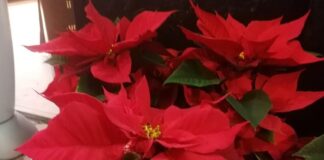 Stella di Natale: origini, significato e leggenda stella di natale