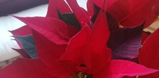 Stella di Natale: cura della pianta, come conservarla più a lungo stella natale