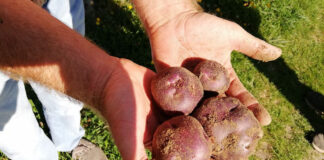Valle d’Aosta: la patata Verrayes è il nuovo Presidio Slow Food nella regione