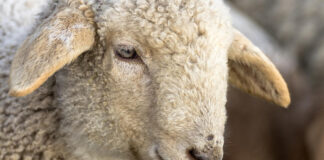Pasqua, 4 italiani su 10 porteranno l’agnello a tavola per rispettare le tradizioni