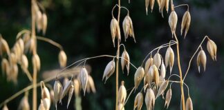 Sarebbero diventati superiori, la seconda parte del racconto cereali