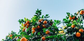 Crisi commercializzazione clementine, l’appello di Confagricoltura clementine