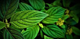 Libro Bianco del Verde 2021, un invito al cambiamento foglia verde