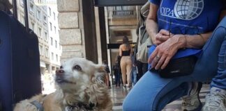 Strutture d’accoglienza ai clochard con i cani, l’appello dell’OIPA oipa clochard