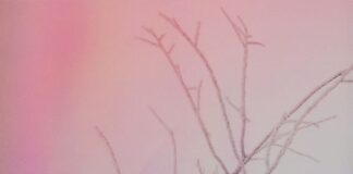 “Bene & Pace”, alla scoperta del nuovo singolo di Ave Quasàr "Bene & Pace" è il nuovo singolo di Ave Quasàr