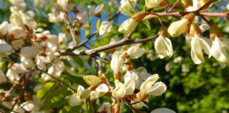 Alberi esotici, workshop su ricerca e gestione nei territori alpini robinia white flowers