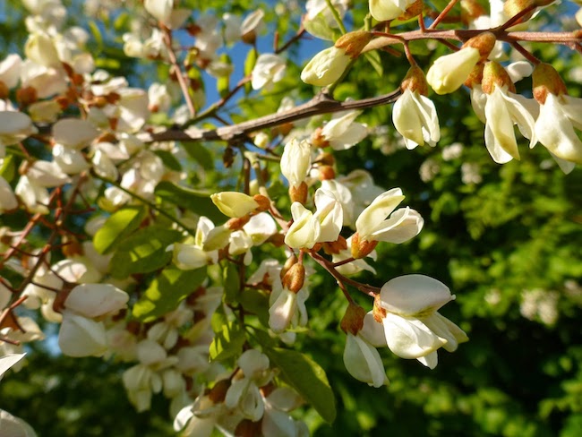 robinia white flowers