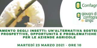 Allevamenti degli insetti: un’alternativa sostenibile, webinar il 23 marzo allevamento insetti 23 marzo 2021