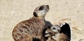 Cammellina, suricati e pinguini del Capo: nuovi nati al Bioparco di Roma cuccioli suricati