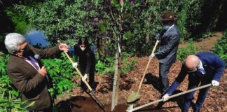 Un nuovo albero per guardare al futuro al Bioparco di Roma piantumazione acero